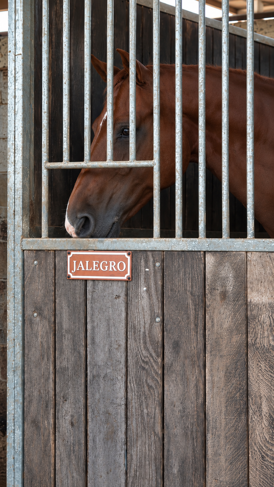 Caballo en su box